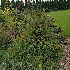 Туя западная "Филиформис" (Filiformis)